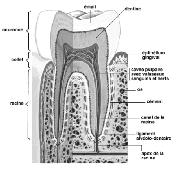 anatomie-dent